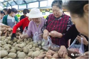 肃州区辰润园公益性蔬菜市场正式建成投入使用